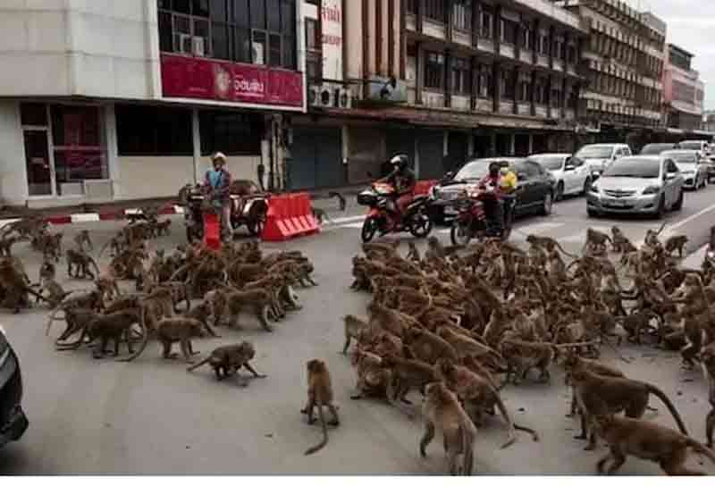 కోతుల గ్యాంగ్‌వార్‌