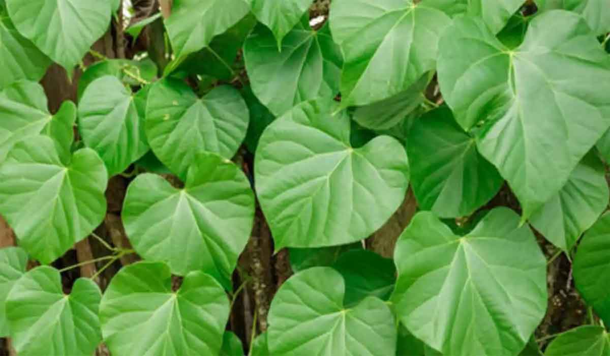 తిప్ప‌తీగ‌తో కాలేయానికి ముప్పు.. డాక్ట‌ర్ల వార్నింగ్‌