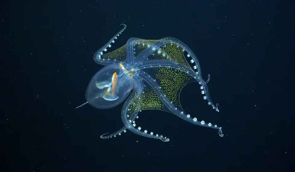 కెమెరాకు చిక్కిన అరుదైన అక్టోప‌స్‌..