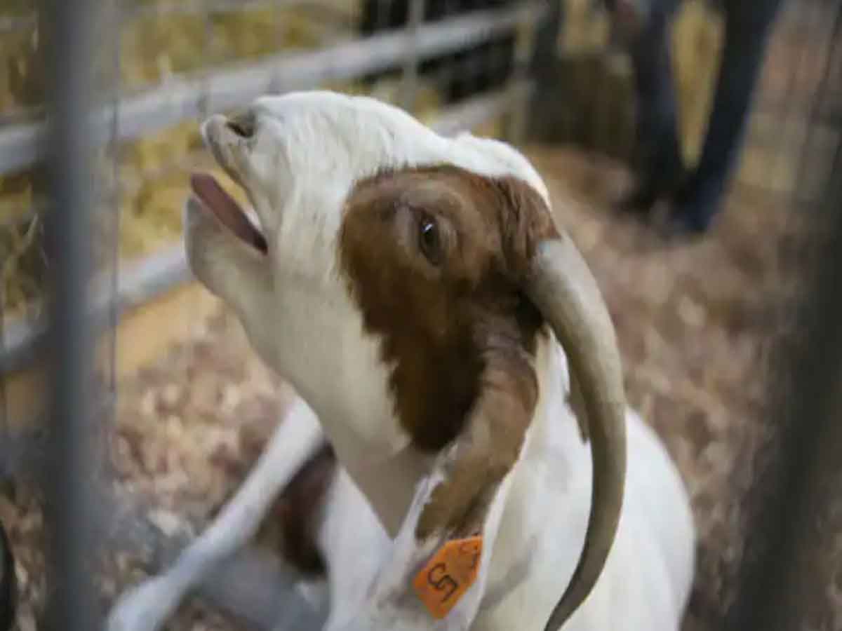 తన మేకను హత్య చేశారంటూ ఒక మహిళ ఫిర్యాదు