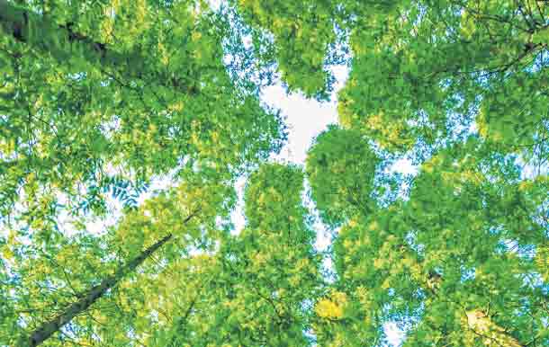 హరితహారం తెలంగాణ మణిహారం