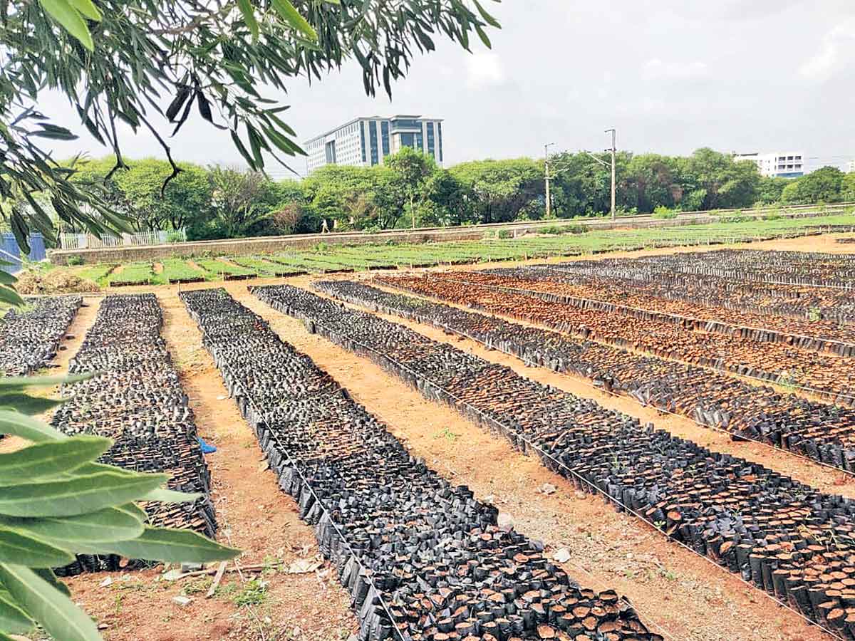 నెక్లెస్‌ రోడ్డులో 10 లక్షల మొక్కలతో నర్సరీ