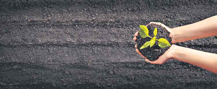 ఆకుపచ్చని అవకాశం