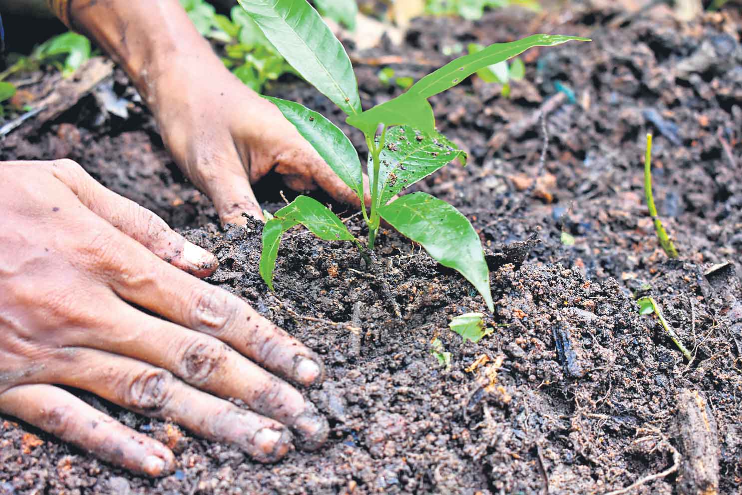 24న గంటలో ముక్కోటి వృక్షార్చన