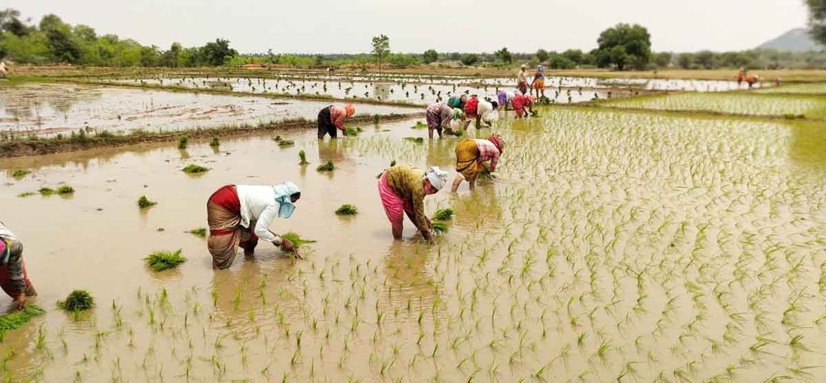 ఎడతెరిపిలేని ముసురుతో పంటలకు జీవం