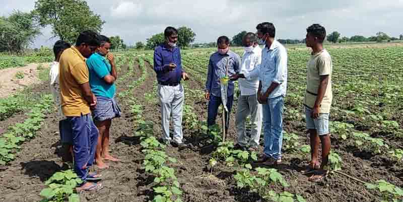 పత్తి పంటకు తెగుళ్ల బెడద