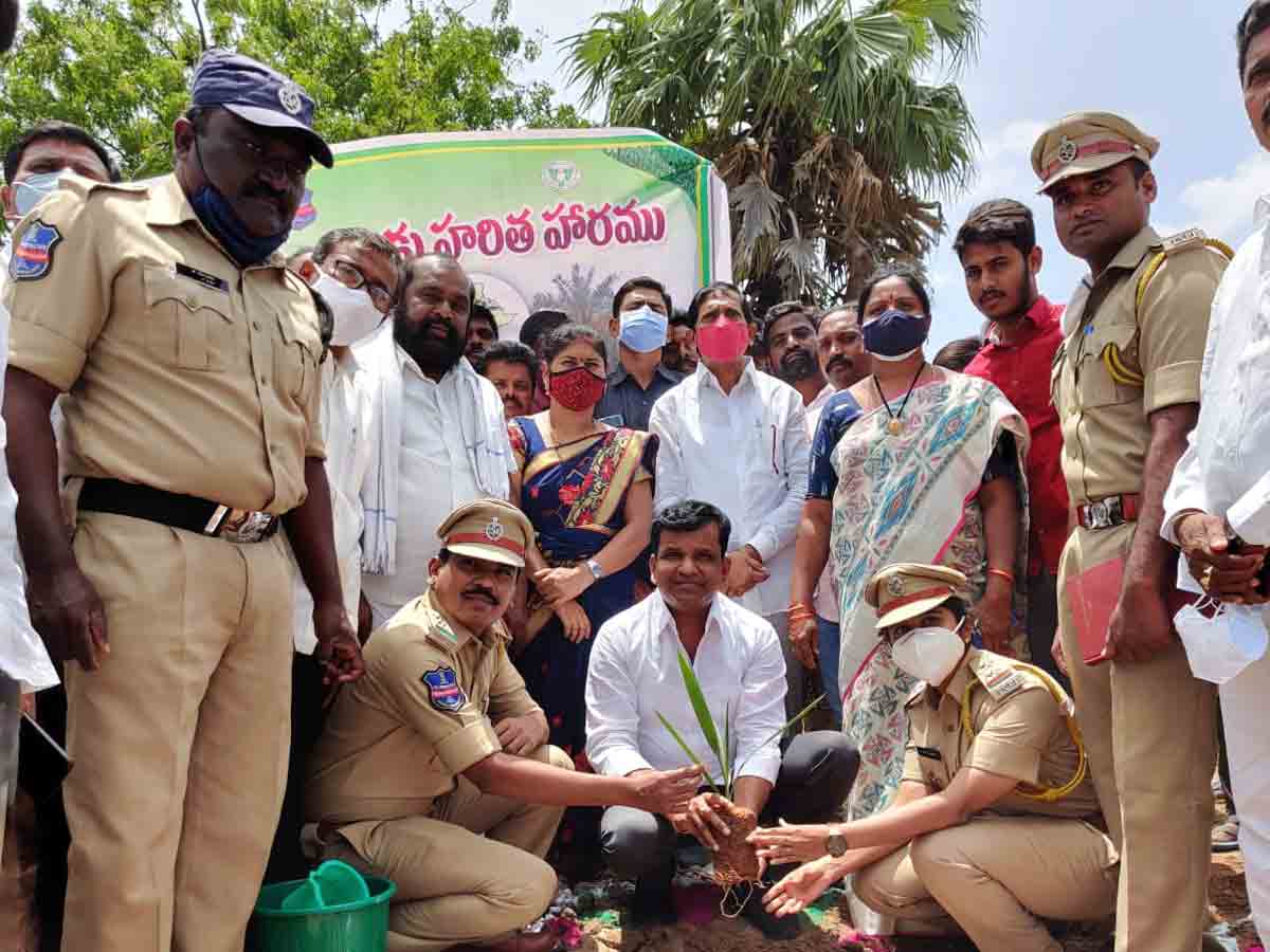 తాటి మొక్కలు నాటిన ఎమ్మెల్యే కిషోర్‌ కుమార్‌