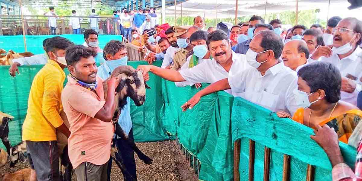 జమ్మికుంటలో గొర్రెల పంపిణీని ప్రారంభించిన మంత్రులు