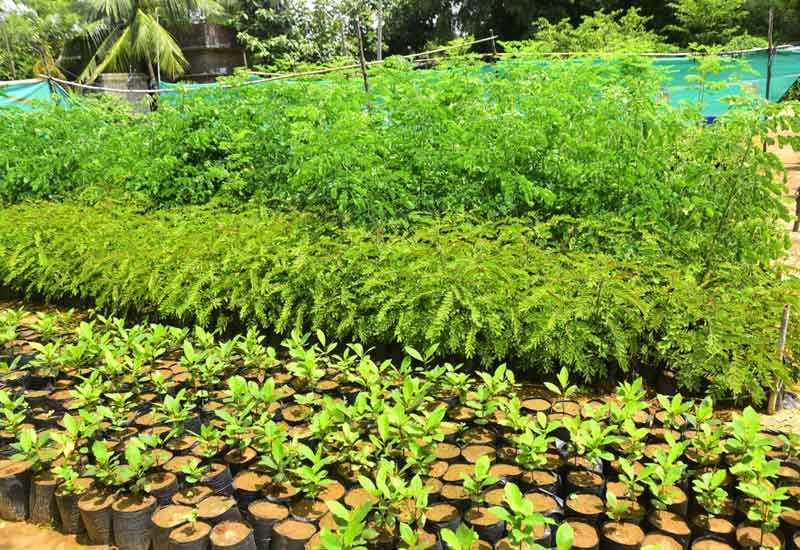 ఇంటింటికీ ఆరు మొక్కలు