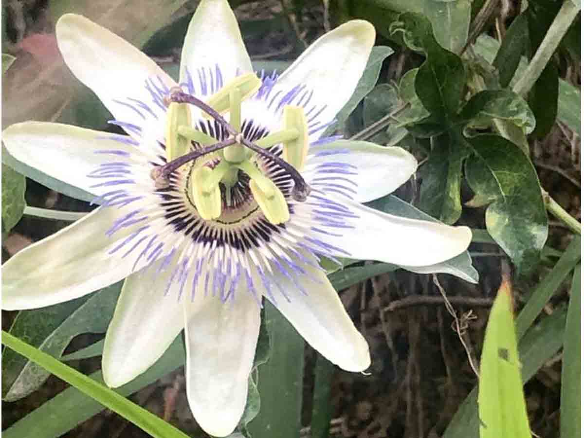 విక‌సించిన కౌర‌వ‌పాండ‌వ పుష్పం