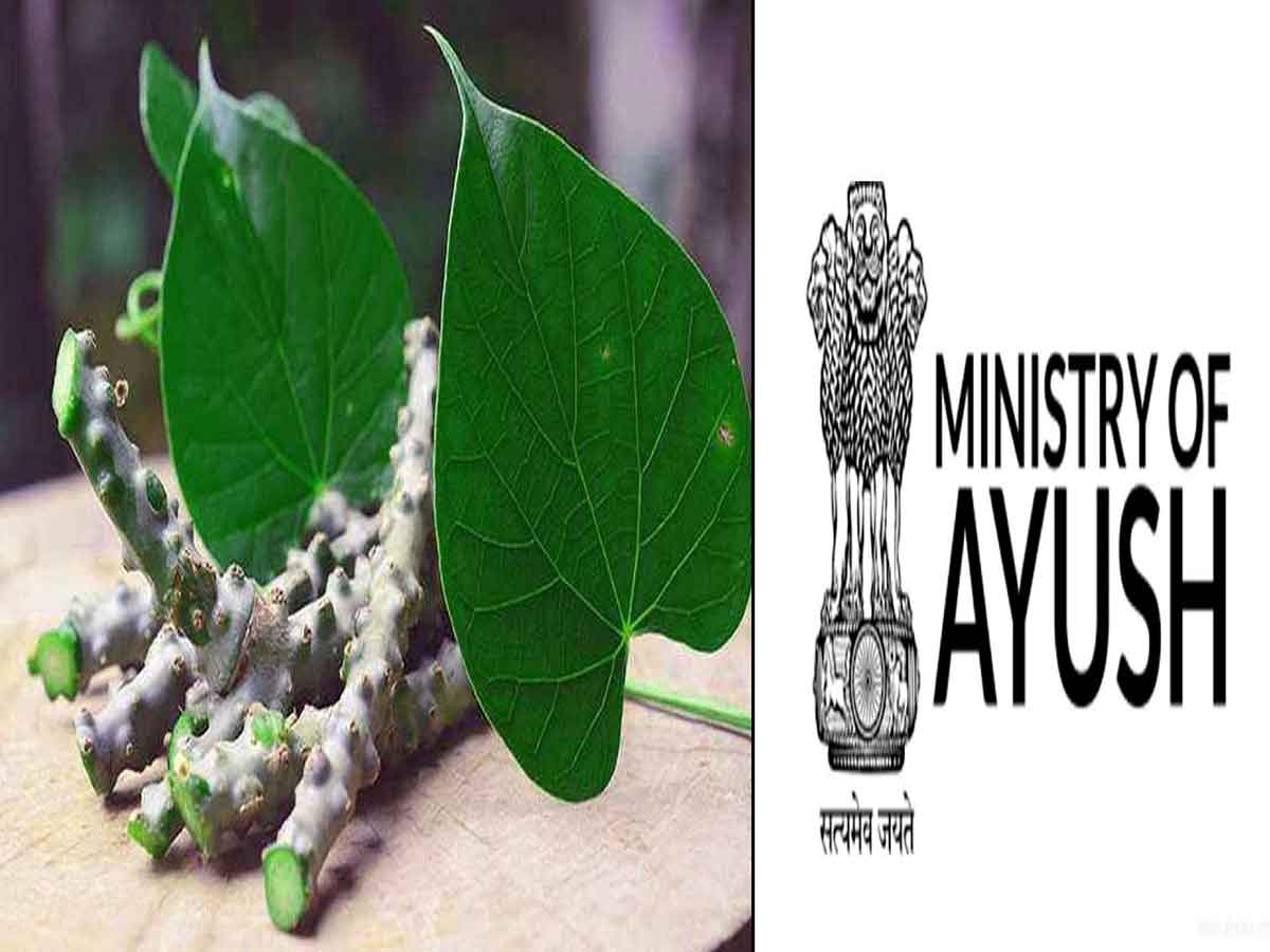 తిప్పతీగ వాడడం వల్ల కాలేయానికి ఎటువంటి సమస్య ఉండదు:ఆయుష్ మంత్రిత్వశాఖ