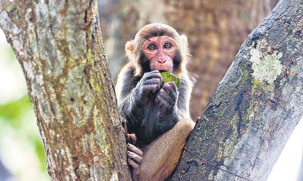 చైనాలో ‘మంకీ బీ’వ్యాధి సోకి పశువుల వైద్యుడి మృతి