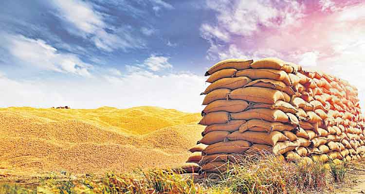 ధాన్యం సేకరణ 1.41 కోట్ల టన్నులు