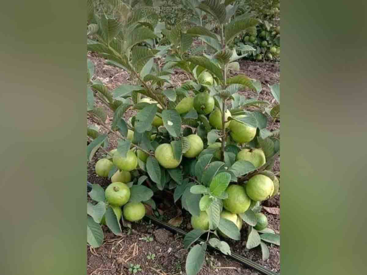 అందివ‌చ్చిన‌ ప‌ల్లె ప్ర‌గ‌తి ‘ఫ‌లాలు’