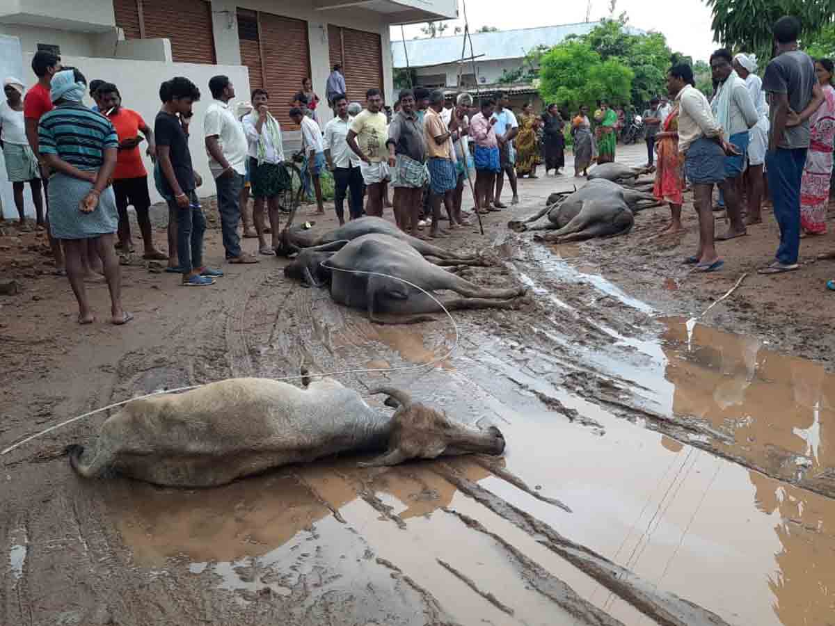 న‌ర్సింహుల‌ప‌ల్లిలో క‌రెంట్‌షాక్‌కు గురై ఆరు బ‌ర్రెలు మృతి