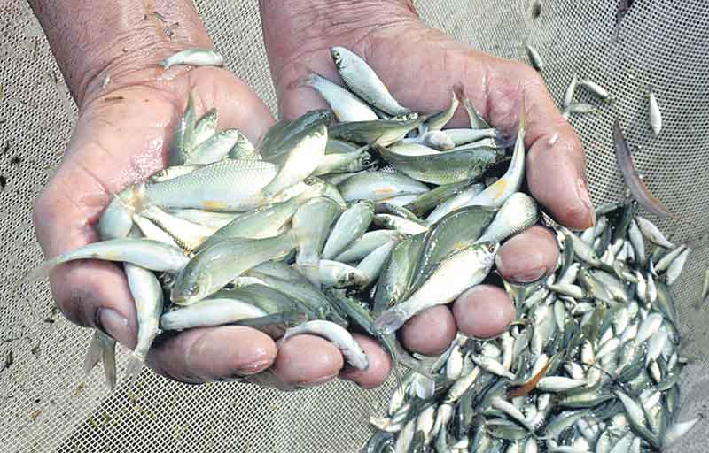 మత్స్య ప్రణాళిక రెడీ