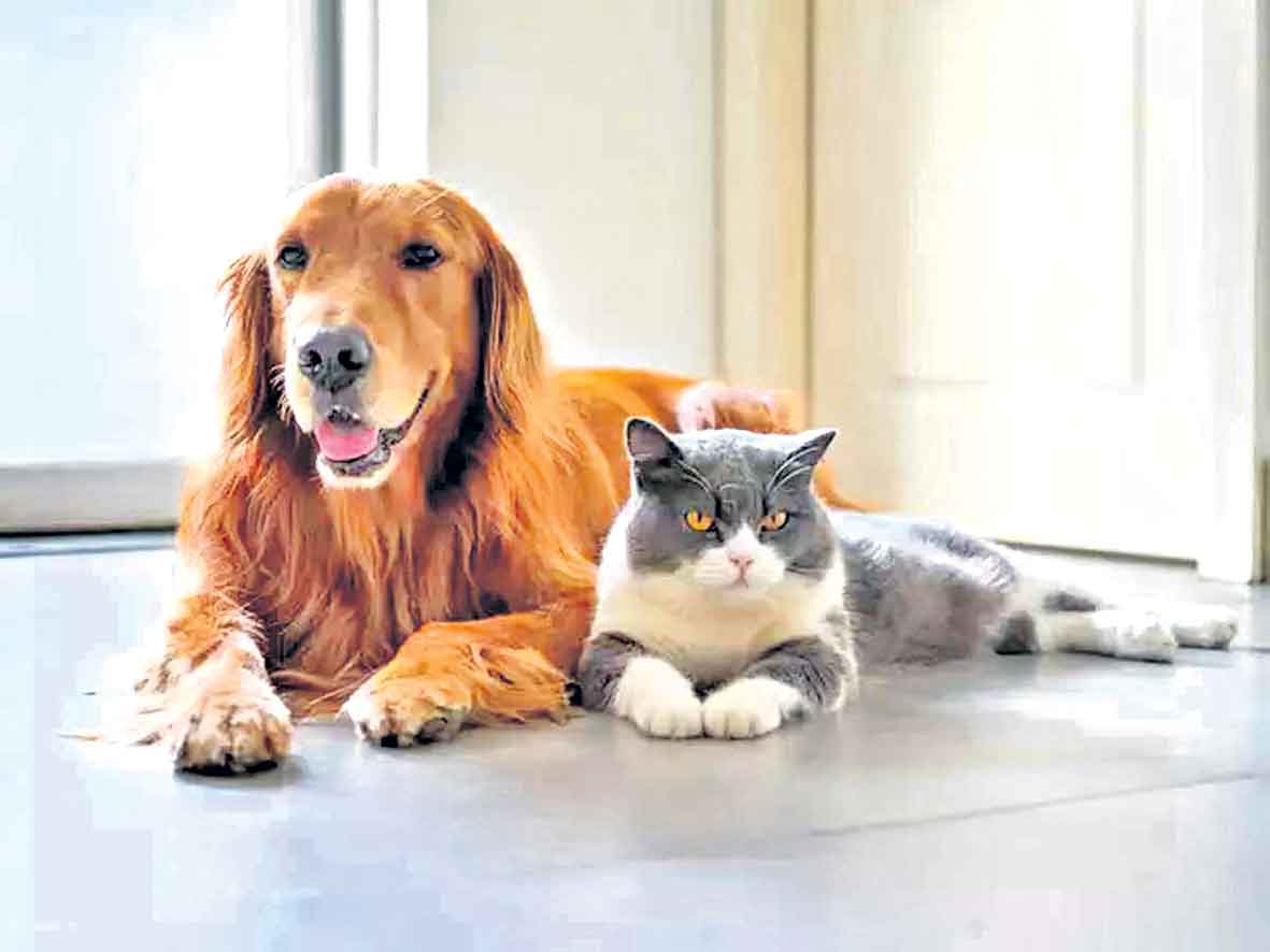 రండి రండి పెట్స్‌తో దయచేయండి