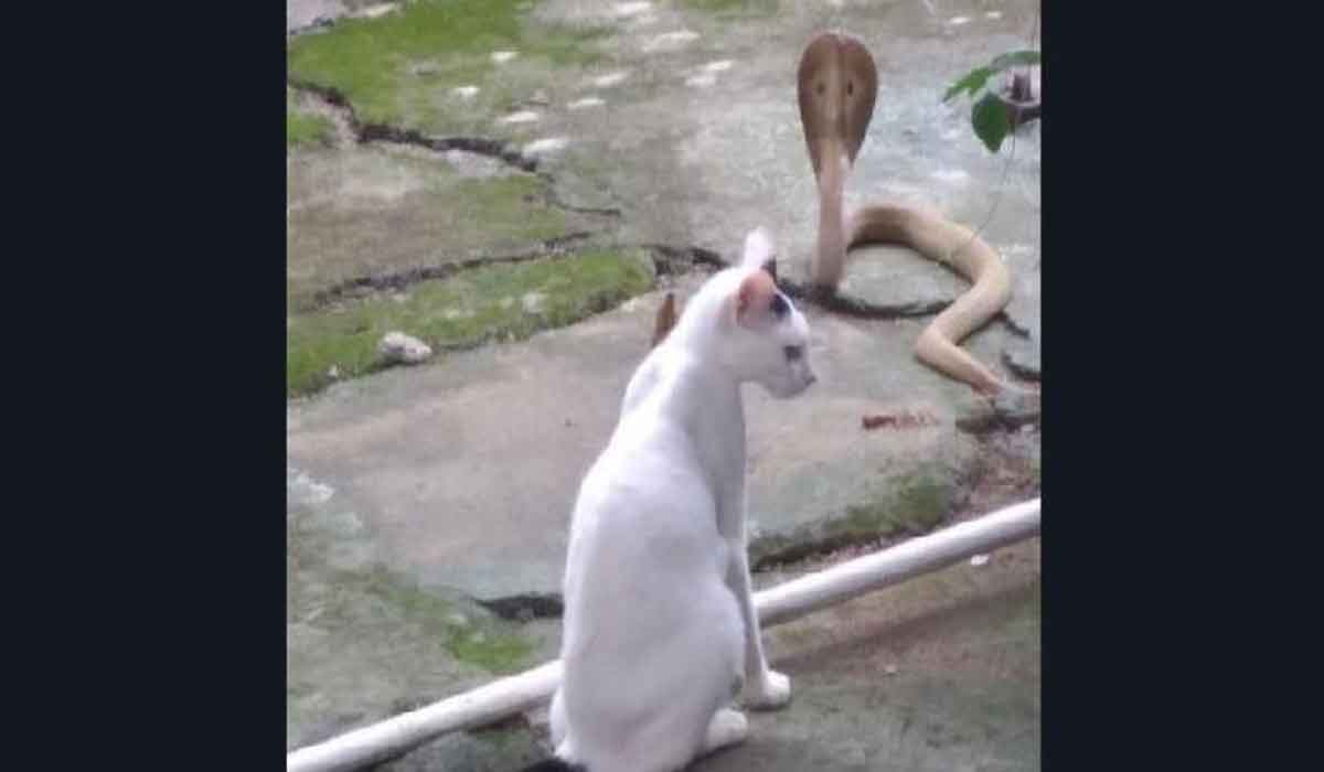 నాగు పాము ఇంట్లోకి రాకుండా.. 30 నిమిషాలు అడ్డుకున్న పెంపుడు పిల్లి