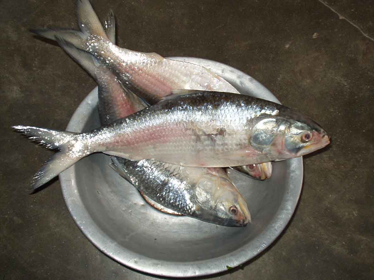 పులస చేప ప్రత్యేకత తెలుసా…?