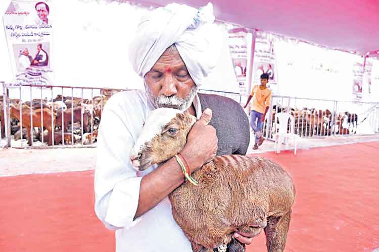 నేటి నుంచి గొర్ల పంపిణీ