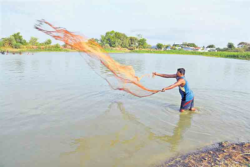 మస్తుగా మత్స్యం