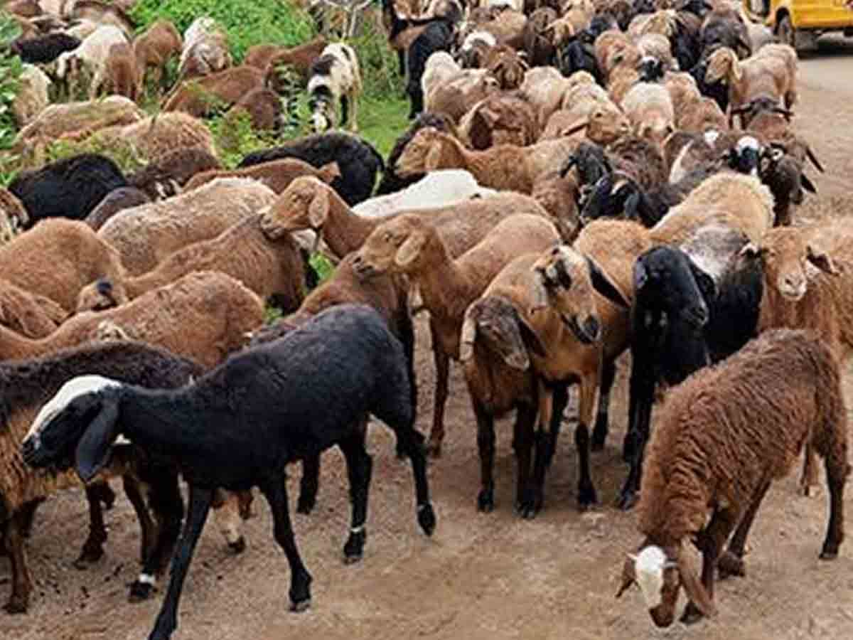 గొర్రెల యూనిట్ ధ‌ర రూ.1,75,000గా నిర్ణ‌యం