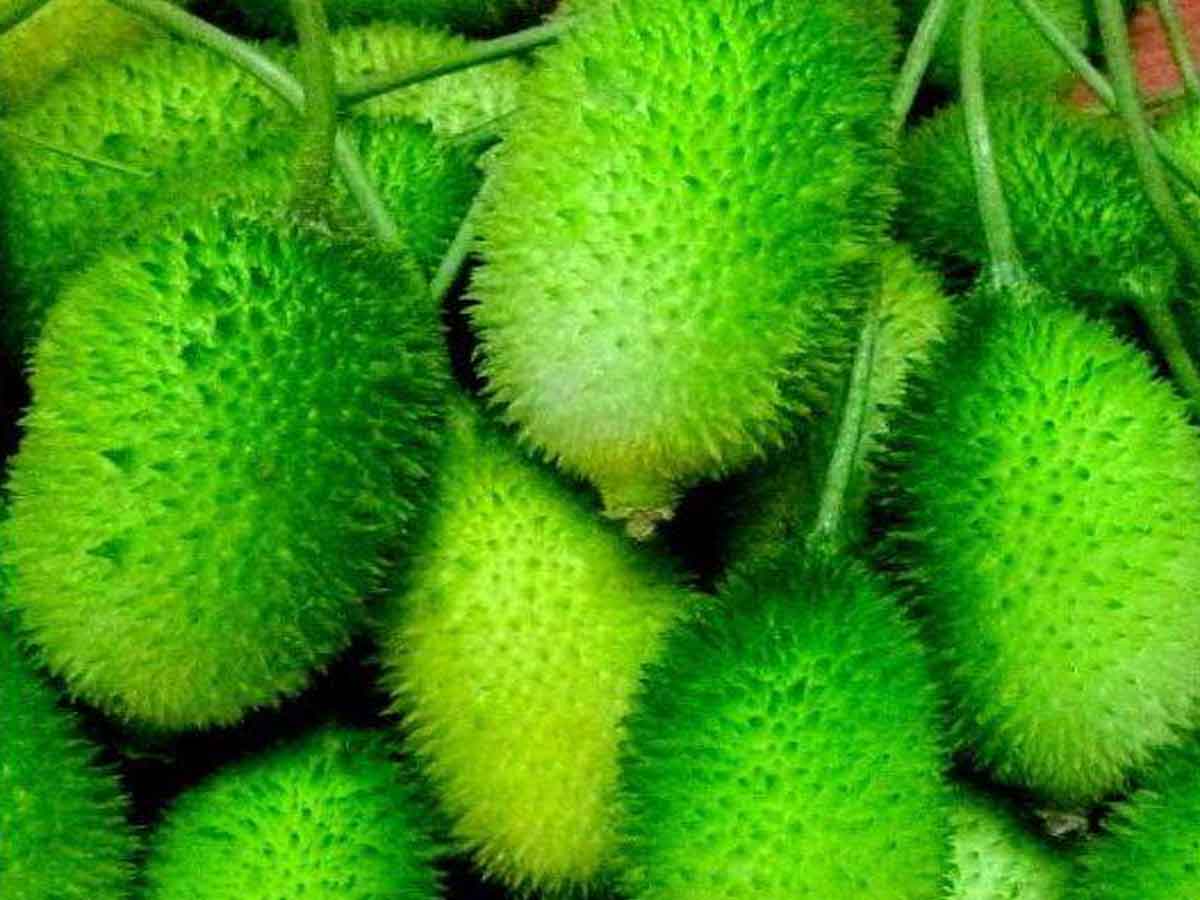 వర్షాకాలంలో ఈ కాయలు తప్పనిసరిగా తినాలి..! ఎందుకంటే..?