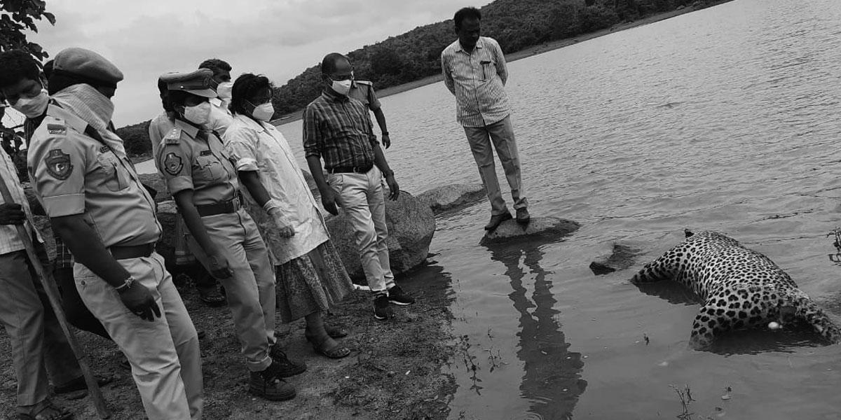 చెరువులో చిరుతపులి మృతదేహం లభ్యం