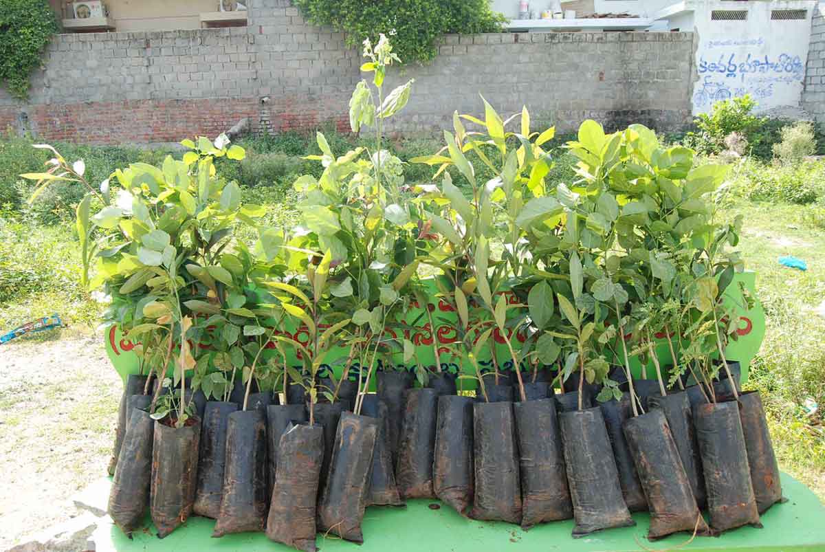 ప్రగతి వేడుక హరిత కానుక