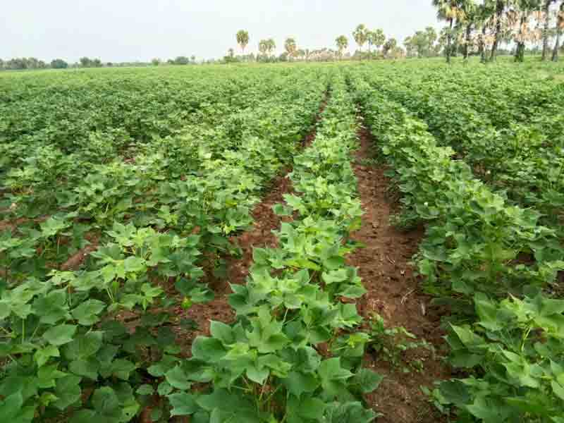 ముందస్తు చర్యలతోనే వి‘పత్తి’నివారణ