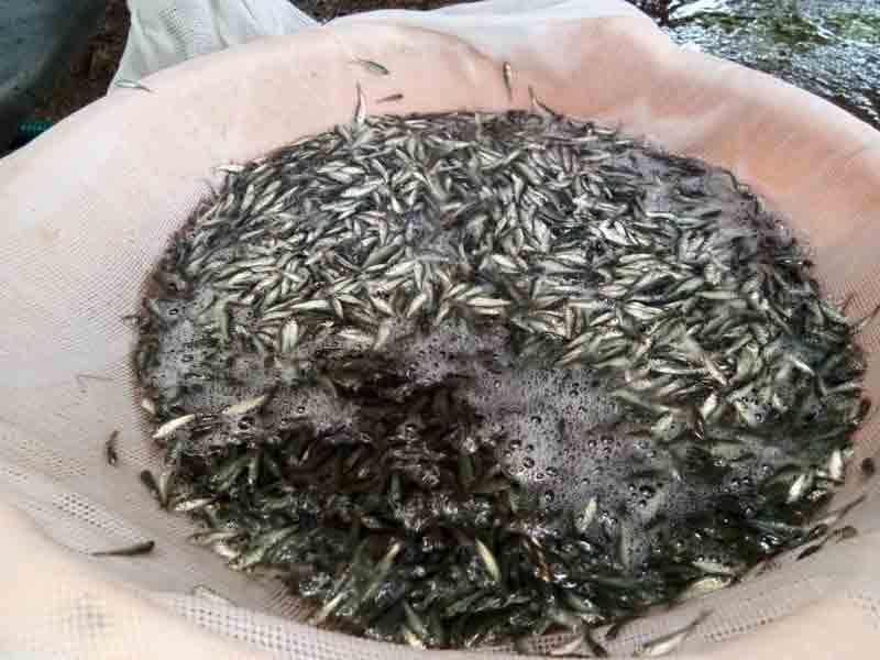 చెరువులకు చేప పిల్లలు