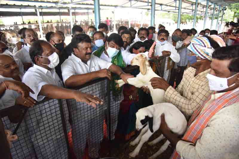 500 కుటుంబాలకు 12,000 గొర్రెలు