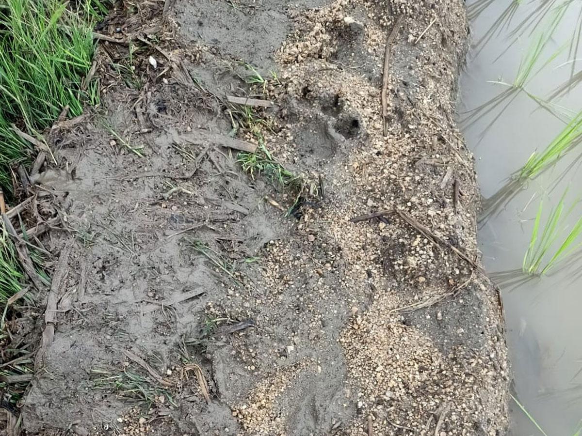 అవి పెద్దపులి పాదముద్రలు కావు