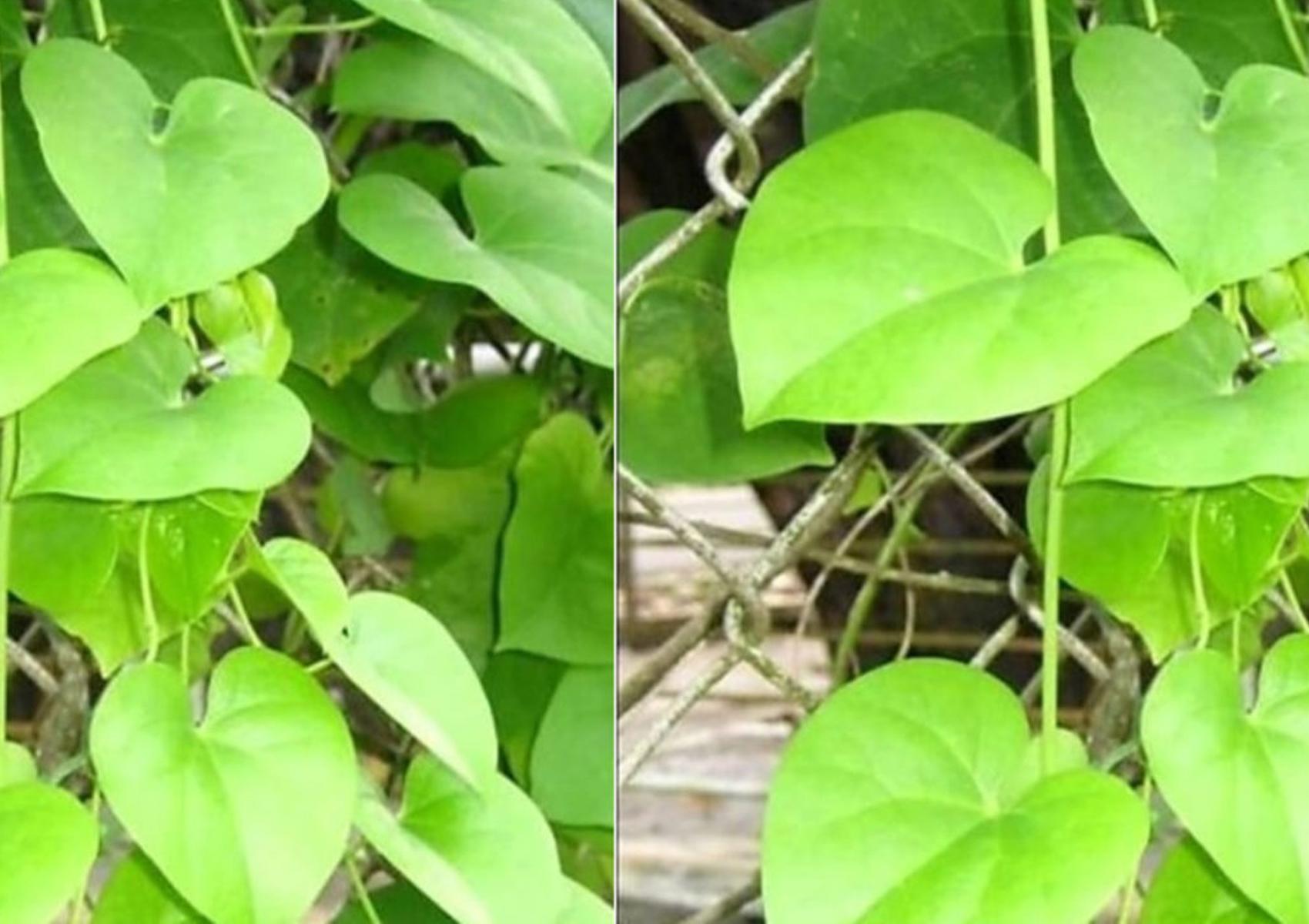 తిప్ప‌తీగతో కాస్త జాగ్ర‌త్త‌..!! ఇష్ట‌మొచ్చిన‌ట్లు వాడితే…!!