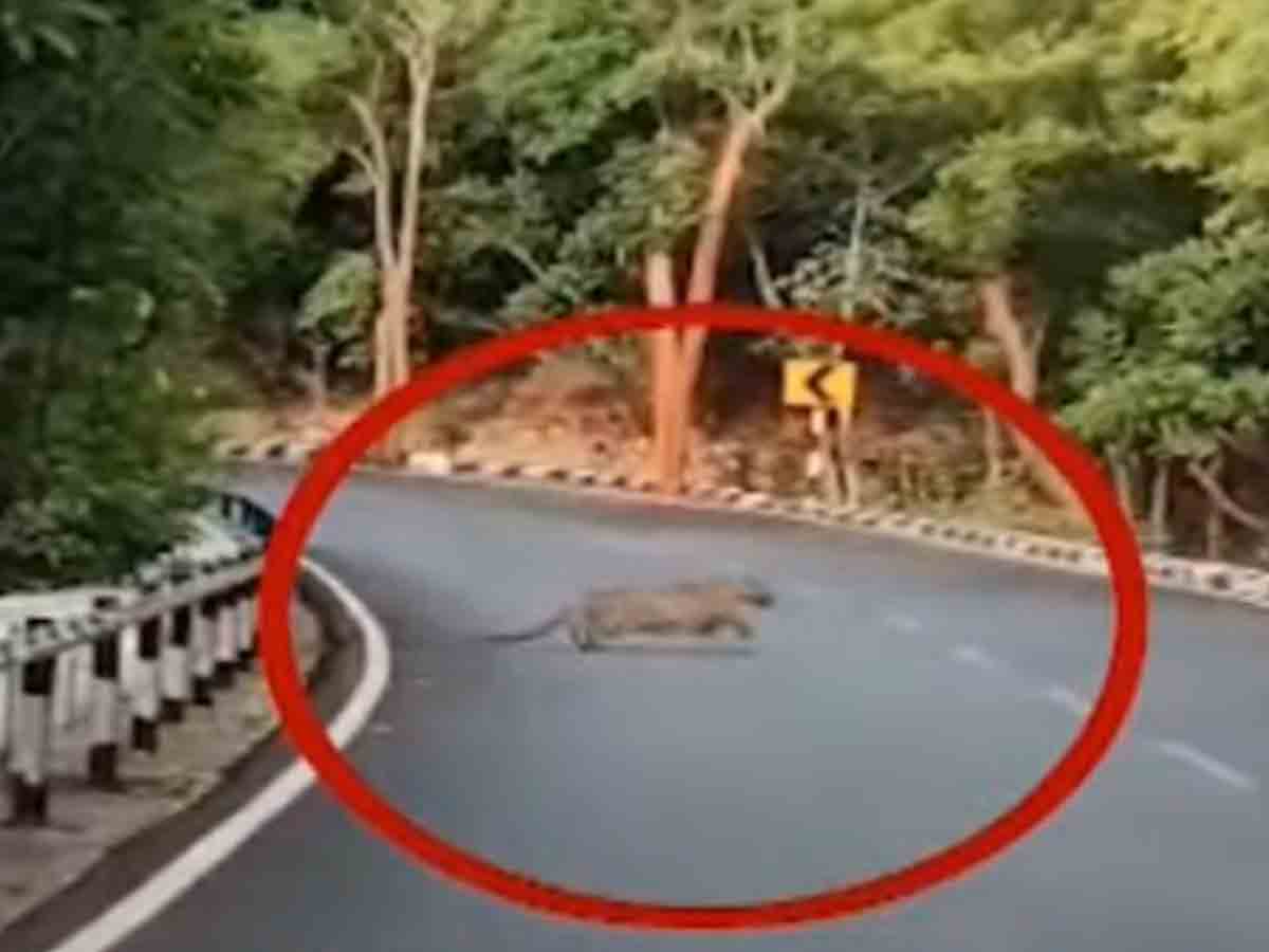 తిరుమ‌ల ఘాట్‌రోడ్‌, స‌న్నిదానం గెస్ట్‌హౌస్ వ‌ద్ద చిరుత సంచారం