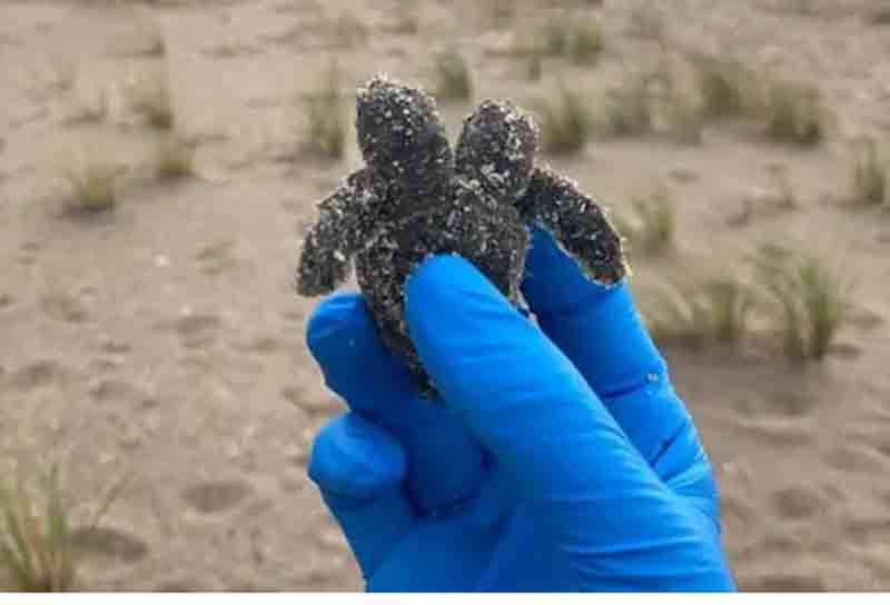 తాబేలుకు రెండు తలలు