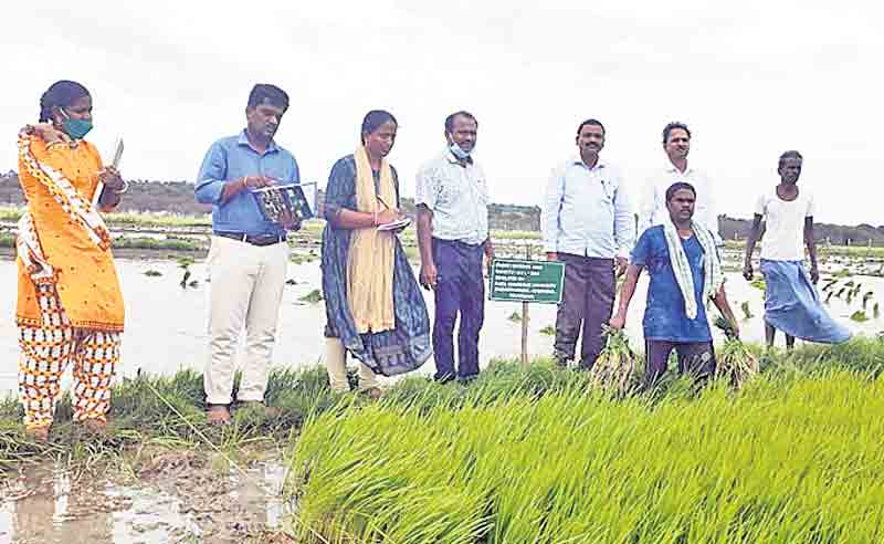 కొత్త ఒరవడితో సాగు చేయాలి