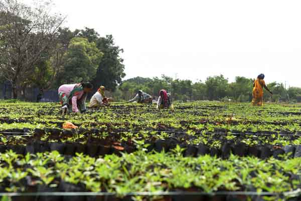 పచ్చని పల్లె – వెచ్చని తల్లి