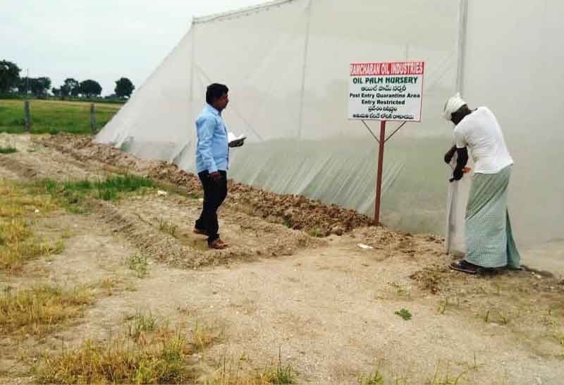 ఆయిల్‌ పామ్‌ సాగుకు ప్రణాళిక సిద్ధం