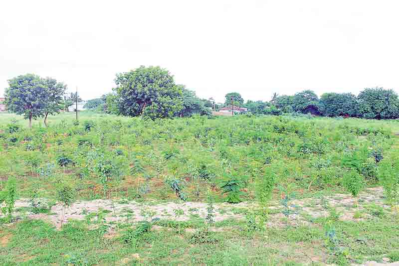 పచ్చందాల.. మహబూబ్‌ పేట