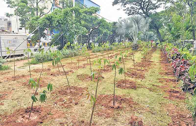పుడమికి.. ఆకుపచ్చ కీరీటం