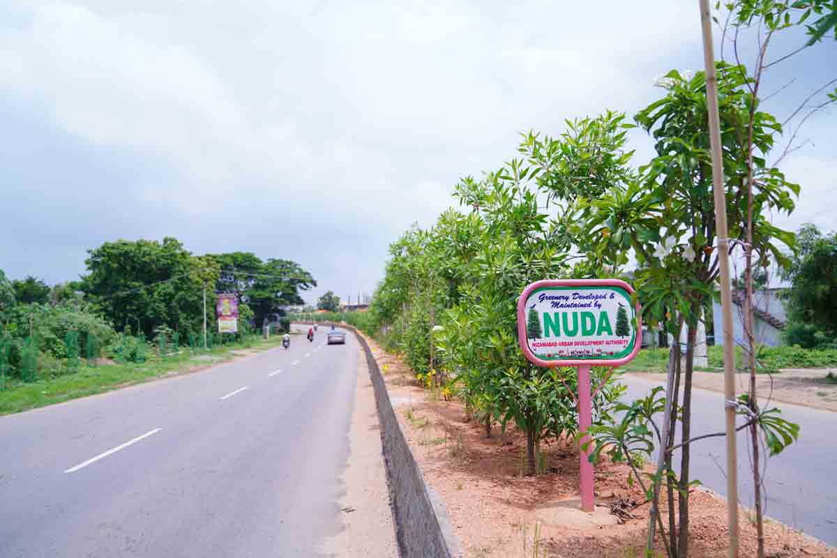 దారిపొడవునా.. పచ్చతోరణం