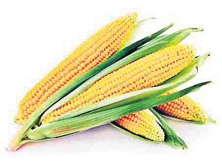 తీపి మక్క.. ఆదాయం పక్కా