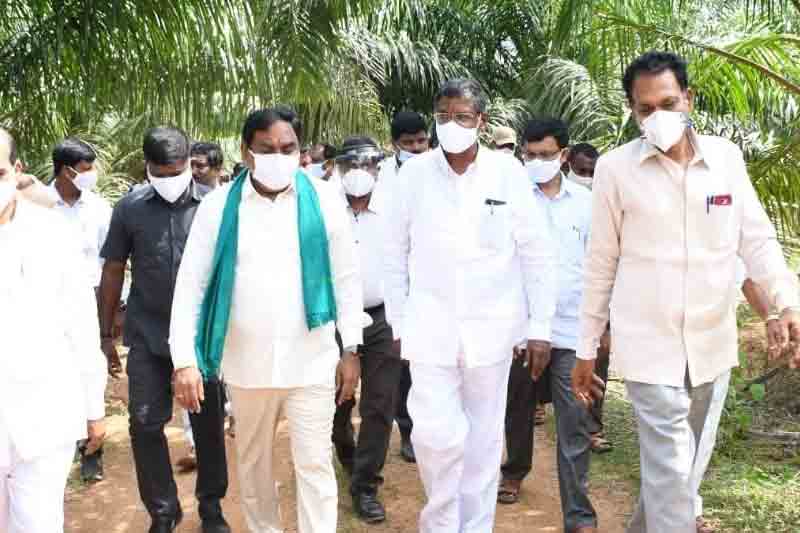 30ఏళ్ల దాకా పామాయిల్‌ ధరకు భరోసా