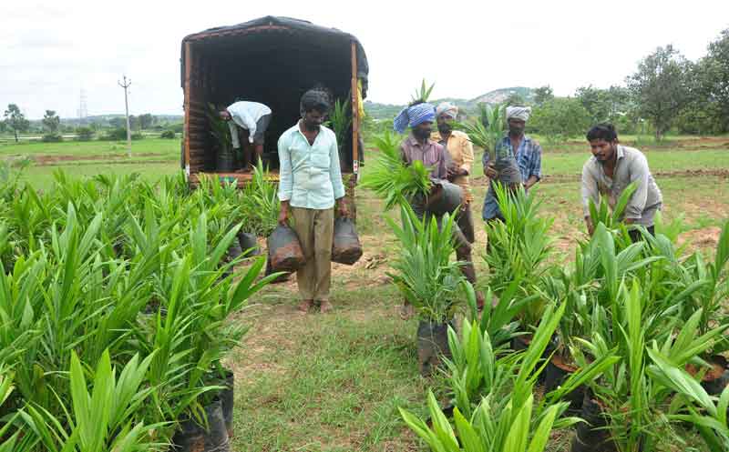 ఆశాకిరణం ఆయిల్‌పామ్‌