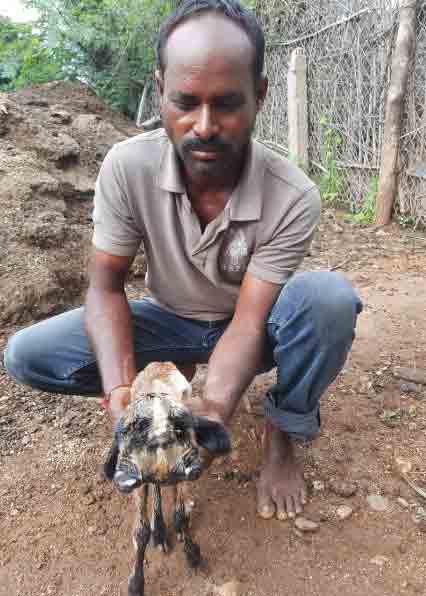 Two heads Lamb | రెండు తలలతో గొరెపిల్ల జననం.. చూసేందుకు తరలివచ్చిన జనం