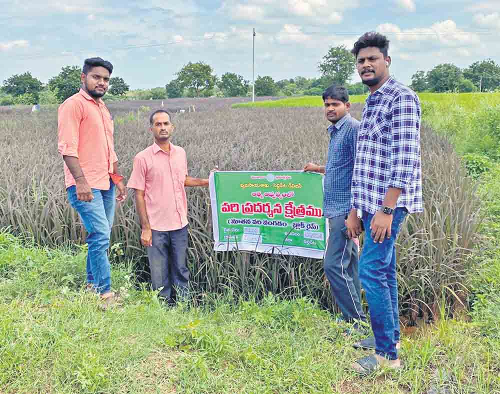 సాగుబడిలో.. సార్‌ బెస్ట్‌