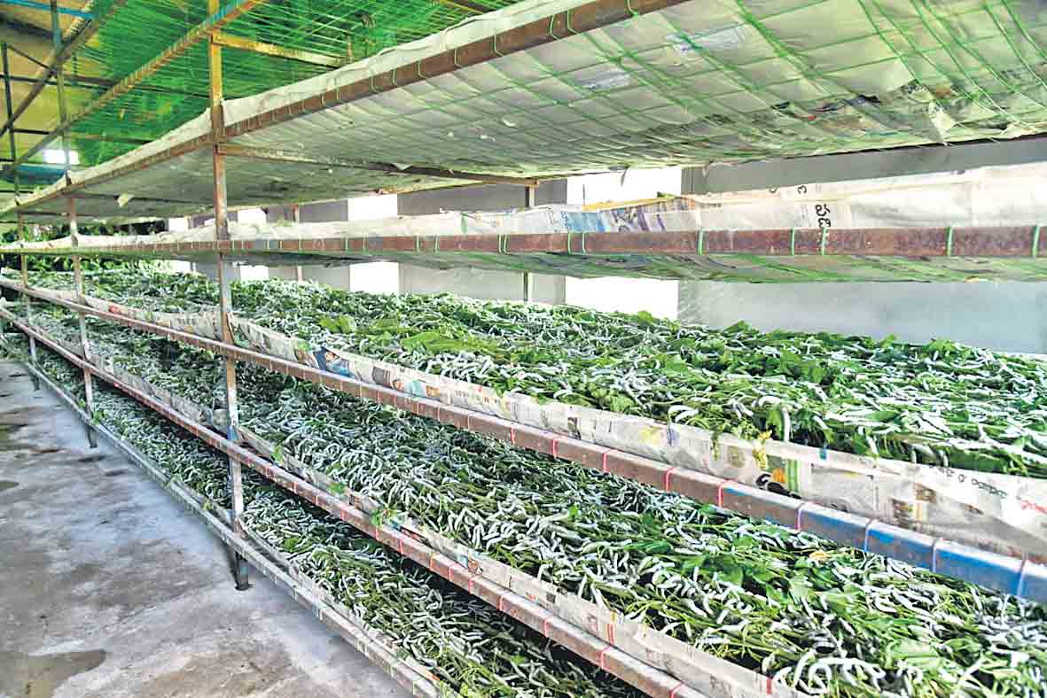 సిరుల పట్టు