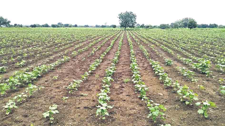 పంటలను కాపాడుకుందాం..