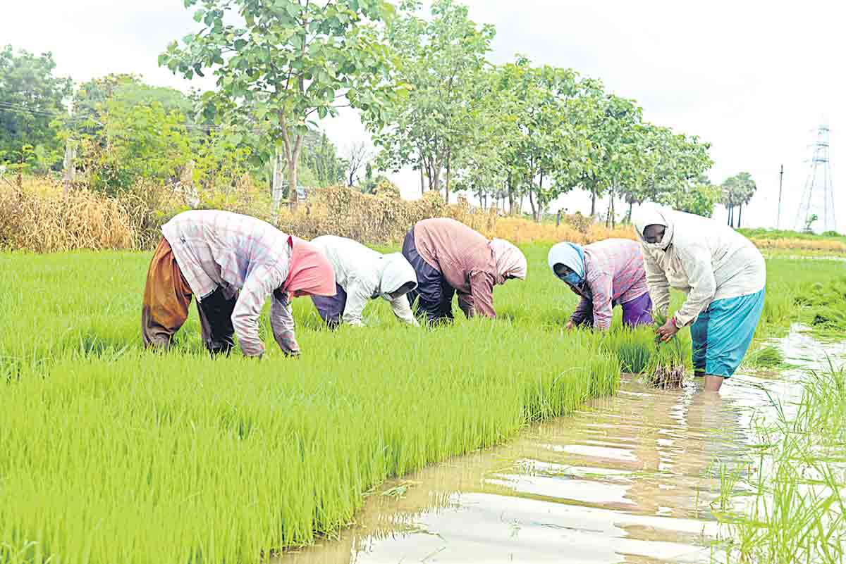 అన్నదాతకు బీమా భరోసా